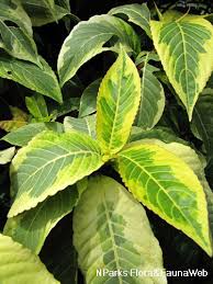 Image result for Sanchezia speciosa