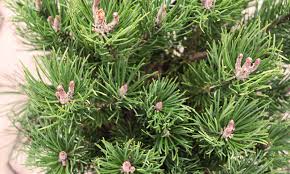 Find emerald arrow bosnian pine (pinus heldreichii 'emerald arrow') in columbus dublin delaware grove city gahanna bexley ohio oh at oakland evergreens suitable for containers | ehow.com. Pinus Heldreichii Compact Gem Bosnian Pine Compact Gem Garden Plants Online