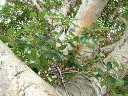 Image result for Ficus scassellatii