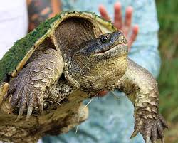 Every year we go out in search of lady slippers. Common Snapping Turtle Wikiwand
