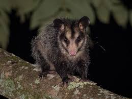 Tlacuaches Zarigueyas O Chuchas Genero Didelphis Naturalista La zarigüeya es un pequeño mamífero marsupial, de hábitos nocturnos, muy popular en américa. tlacuaches zarigueyas o chuchas