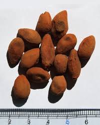 Image result for Dialium