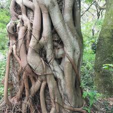 Image result for Albizia adianthifolia