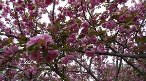 We did not find results for: Blooming Crab Apple Tree Non Fruit Bearing Youtube