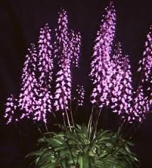 Image result for Stenoglottis