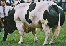 Lb = 1.16 x k How To Calculate Target Slaughter Weights For Your Beef Cattle Finishing Program