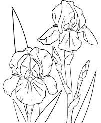 Orchid Coloring Pages Best Coloring Pages For Kids Flower Coloring Pages Lilies Drawing Flower Drawing