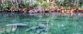 We did not find results for: Manatees At Blue Spring State Park Florida State Parks