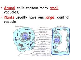 Do animal cells contain flagella. Cell Types And Organelles The Cell Is Like