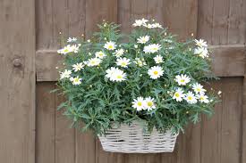 Send us an email or give us a call and we'll get started on creating your dream wedding decor. Meaning Of Daisy Flowers And Other Facts About These Lovely Blooms Gardenerdy