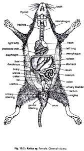 Rat Anatomy Diagram Anatomy Drawing Diagram