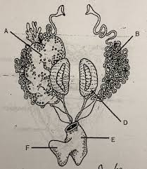The Urogenital System Female Frog Diagram Quizlet