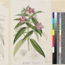 Image result for Dissotis irvingiana