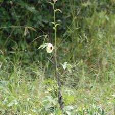 Image result for Hibiscus mastersianus