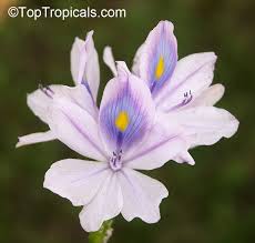 Image result for Pontederia crassipes