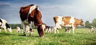 Image result for cow