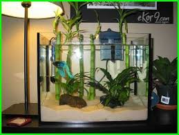 10 Gambar Aquarium Ikan Cupang Unik Minimalis Baik Untuk Hias Dan Petarung Dunia Fauna Hewan Binatang Tumbuhan Aquarium Ikan Betta Tank Betta