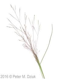 Image result for Agrostis taylorii