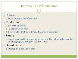 Plants are living organisms made up of cells. Parts Of The Plant And Their Function Ppt Download