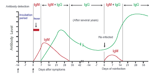 What is the difference between a pcr and serology test? Sars Cov 2 Covid 19 Diagnosis By Igg Igm Rapid Test Quimigen