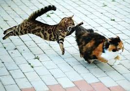 Bir Kedi Olmak Boyle Saldirip En Guzel Kedi Olmak Isterdimm Cok Sirin Hayvanlar Komik Hayvanlar Hayvanlar