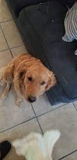 Field golden retriever puppies for sale wisconsin. Curly Golden Retriever Golden Retriever Dog Forums
