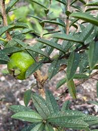Image result for Psidium guajava