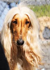 If I Had A Blond Afghan Hound I Would Have To Name It Fabio Look At That Hair Afghan Hound Hound Breeds Hot Hair Styles