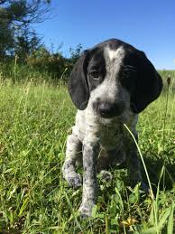 Black And White German Shorthaired Pointer Lab Mix Blue Tick Hound X German Shorthaired Pointer Mix German Shorthaired Pointer Puppies Pets