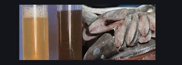 A doença de haff é geralmente associada ao consumo do peixe olho de boi, mas a sesab ainda não conseguiu comprovar a espécie que provocou a doença. Doenca De Haff Com 30 Confirmacoes Somente Em Novembro Camacari E Salvador Sao As Cidades Com Maior N De Casos Na Ba Bahia No Ar