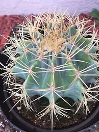 Cacti and succulents are specialised for getting by on very little water. Cactus Succulent Plants Ferocactus Glaucescens Blue Barrel Cactus Cacti Succulent Real Live Plant Alp Prodavnica Rs