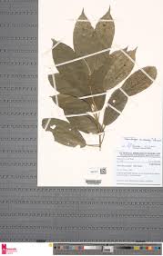 Image result for Maesobotrya