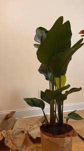 Bird Of Paradise Plant For Sale Home Depot Pin On Fake Plants Decor Bedroom