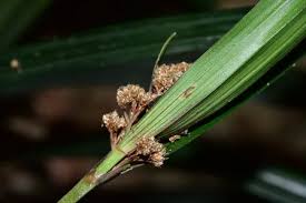 Image result for Hypolytrum