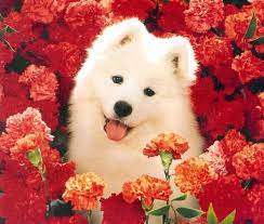 Check spelling or type a new query. Cute Dog And Flowers Image 437052 On Favim Com