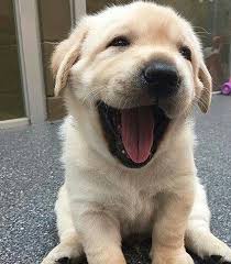 Fotograf Aciklamasi Yok Dog Tumblr Cute Dogs And Puppies Dog Movies