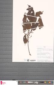 Image result for Maesobotrya floribunda