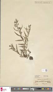 Image result for Aeollanthus