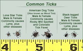 Find out how an oatmeal bath can help your dog's itchy, dry skin and how to give your dog an oatmeal bath correctly. Ticks David Ramey Dvmdavid Ramey Dvm