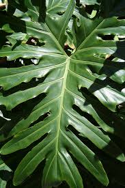 Savings spotlights · curbside pickup · everyday low prices Big Leaf Tropical Plants Idioticfashion