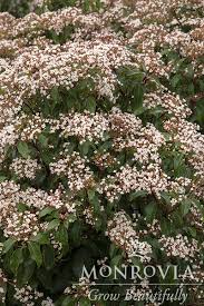 Image result for Buchnera usuiensis