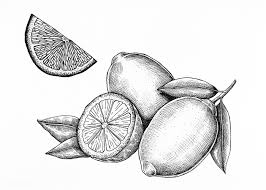 Download Premium Illustration Of Hand Drawn Fresh Lemons Set 1200267 How To Draw Hands Lemon Set Lemon Drawing