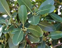 Image result for Mimusops afra