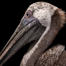 Your home for new orleans pelicans tickets. Pelicans National Geographic