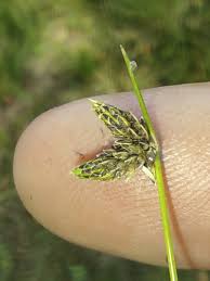 Image result for Isolepis setacea