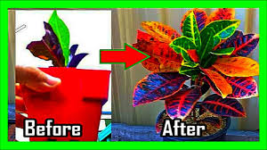 This allows ample time in summer for buds to sprout and reveal new leaves before the temperatures cool and the plant drastically slows its growth rate. How To Make A Croton Branch Out And Bushy Croton Plant Pruning And Care Youtube