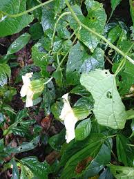 Image result for Momordica pterocarpa