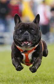 Check spelling or type a new query. French Bulldog French Bulldog Puppies Brindle French Bulldog French Bulldog