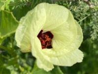 Image result for Cienfuegosia hildebrandtii