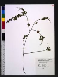 Image result for Pycnospora